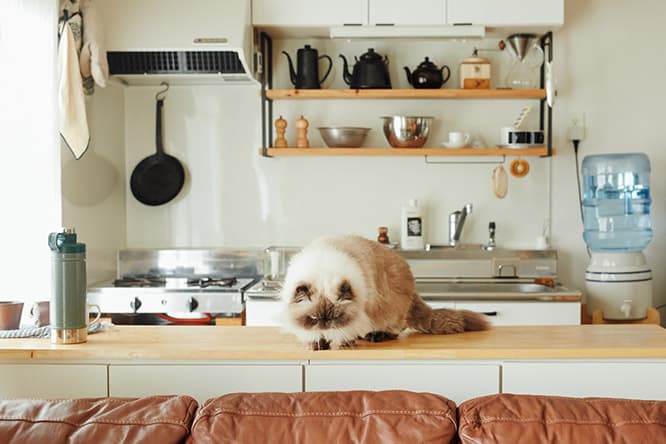 ilove.cat：麦藁飾り作家・岡部綾美☓ぐーぐー — おじさん顔の猫