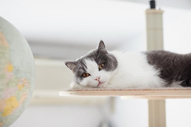 ilove.cat：映像作家・島田大介☓しらす— 作家を魅了するハチワレ柄