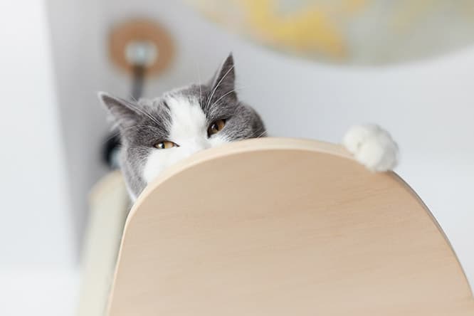 ilove.cat：映像作家・島田大介☓しらす— 作家を魅了するハチワレ柄