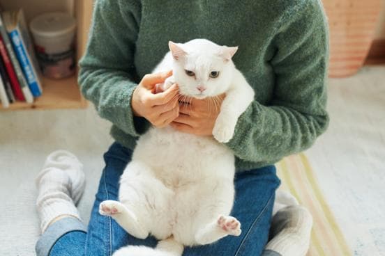 ilove.cat：パン屋〈KAISO〉鈴木夫妻☓まそ—南国からやってきた真っ白な猫