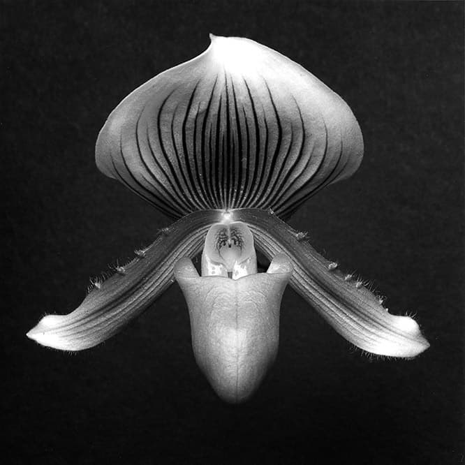 ©Robert Mapplethorpe Foundation. Used by permission. 