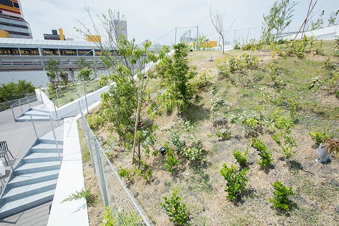 屋上には保水性の高い軽量土壌を使った。現在、草木の養生中。