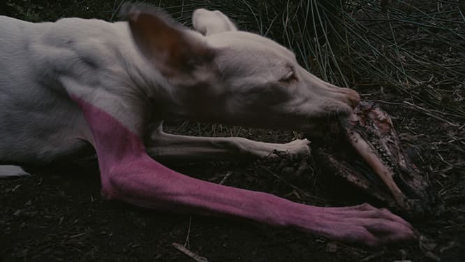 《A Way in Untilled（未耕作地の場景）》（2012年）　 Pierre Huyghe (c) ADAGP, Paris 2016