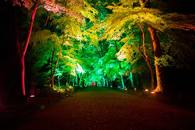 『呼応する木々、下鴨神社　糺の森』。光の色は通過するものを察知して変化する。