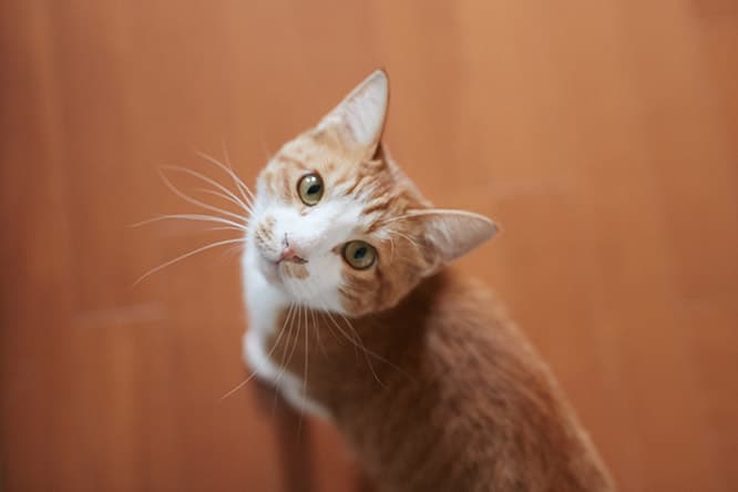 ilove.cat：校正者・牟田都子☓みたらし—ずっと憧れていた猫との暮らし