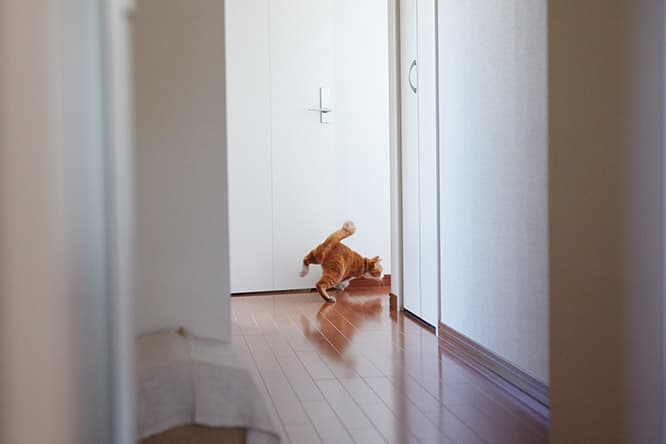 ilove.cat：校正者・牟田都子☓みたらし—ずっと憧れていた猫との暮らし
