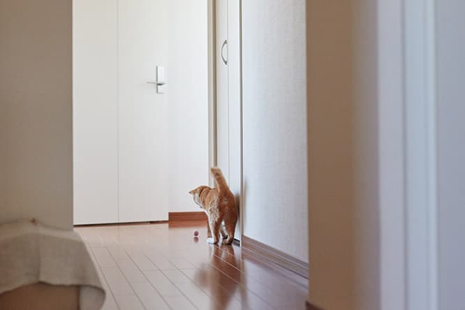 ilove.cat：校正者・牟田都子☓みたらし—ずっと憧れていた猫との暮らし