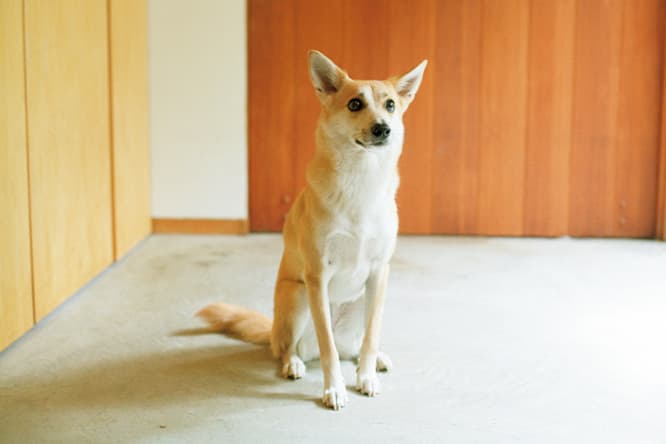 これからお散歩。待ってる間もお行儀のいいペッカ。