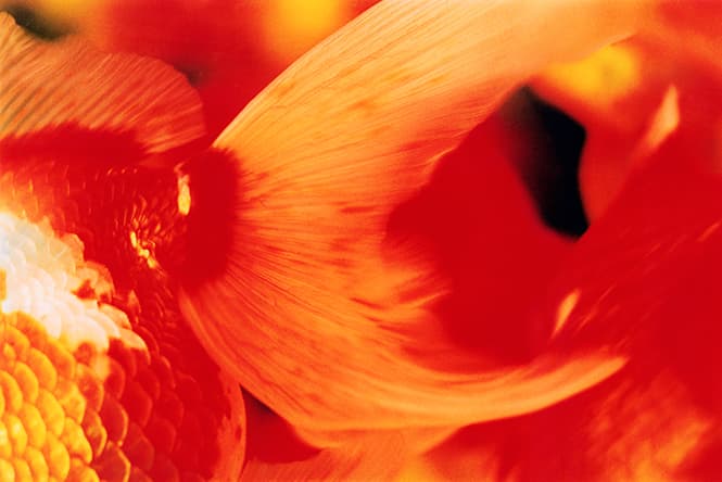 蜷川実花 Mika Ninagawa Liquid Dreams　（c）mika ninagawa, Courtesy of Tomio Koyama Gallery