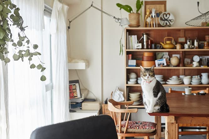 ilove.cat：インテリアスタイリスト・石井佳苗×ポポ、メグ、ハナオ-猫も人も居心地のよい空間づくり
