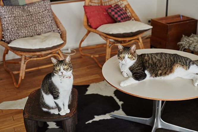 ilove.cat：インテリアスタイリスト・石井佳苗×ポポ、メグ、ハナオ-猫も人も居心地のよい空間づくり