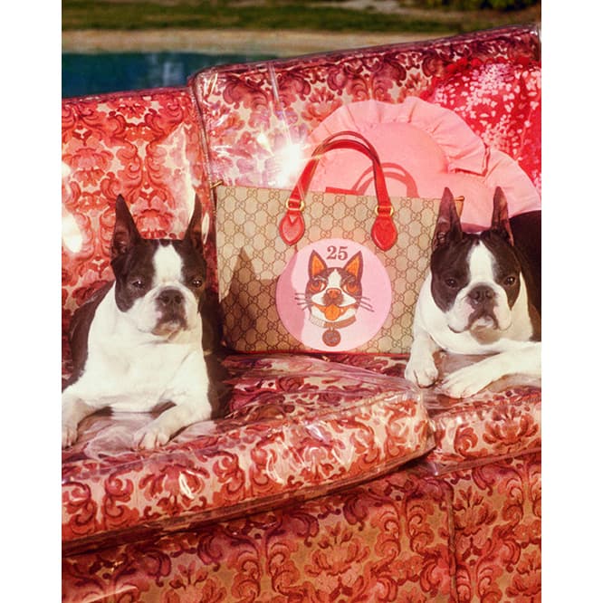 Courtesy of Gucci, Photos by Petra Collins