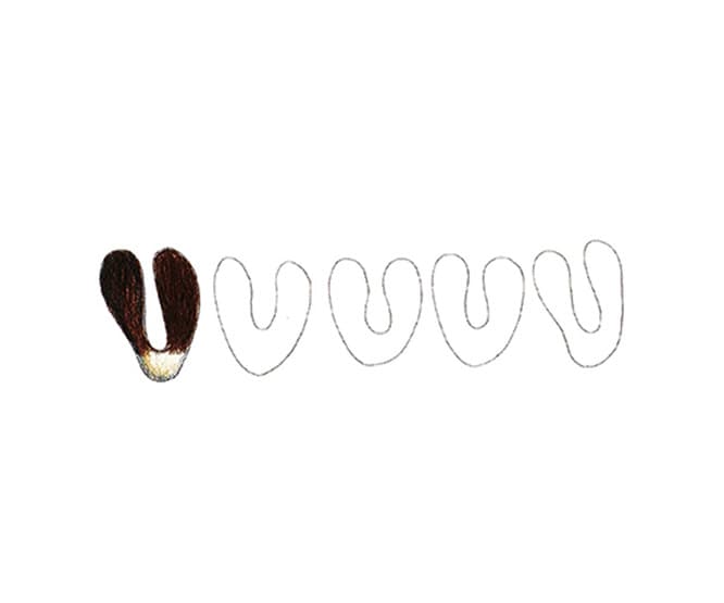 “Oreille de Lapin”（うさぎの耳） をイメージした皆川のスケッチを、焼菓子に。さくさくとした歯ごたえのよい軽い食感のビスキュイ生地を、スケッチの形に焼き上げ、ショコラノワールでコーティング。※スケッチ画のため製品とは若干異なります。オレイユ ド ラパン（5枚入り）1,728円