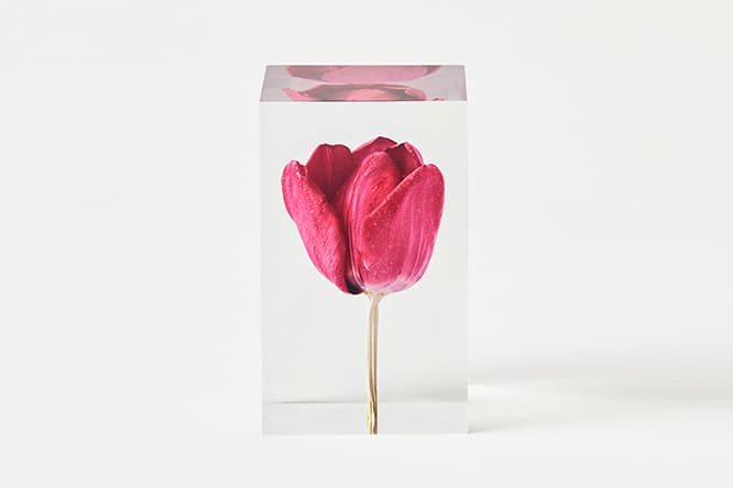 井上隆夫のアクリル作品《TULIP　レッド》￥38,000　W6×D6×H10cm 生花を使用しているため、商品により花の形状や色が異なる。