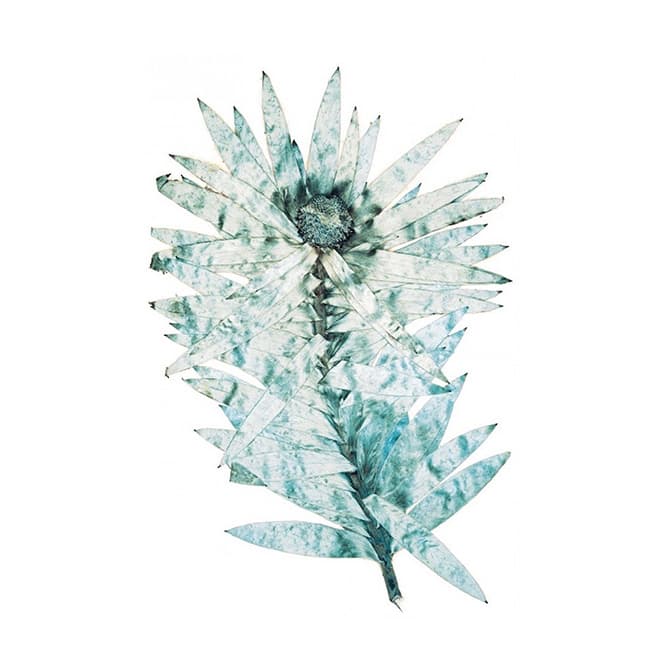 (c) Nick Knight, Flora, 1994-1997（73×46.5cm）