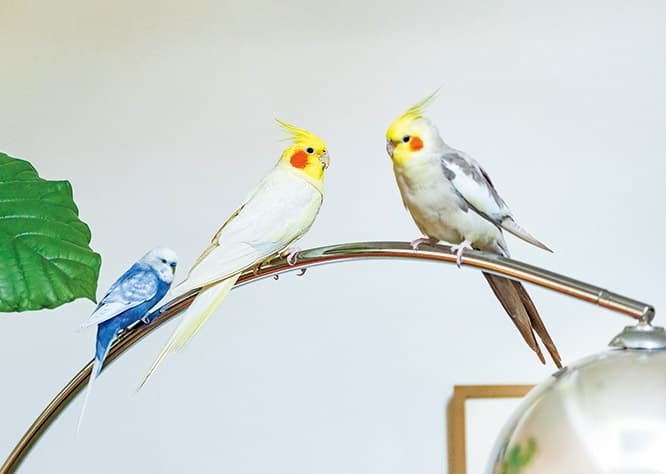 左からクリ、ハル、ハナ。3羽寄ったらかしましい。