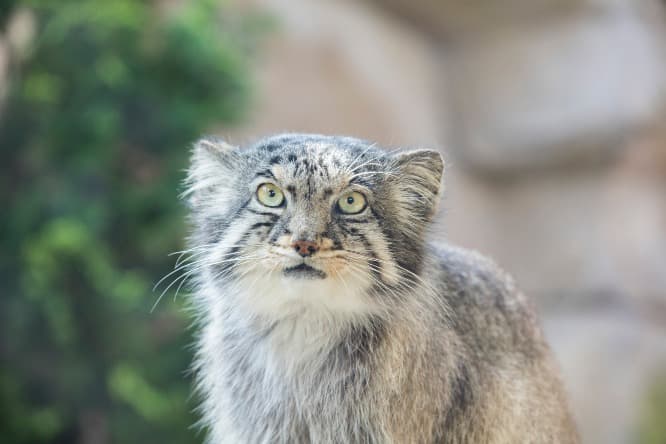 耳が顔の横についていて、瞳孔が収縮しても猫目にならなず、いつも丸い瞳。普通の猫とはちょっと違います。