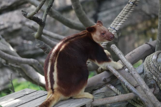 背中に白い２本の筋模様が入っているのでセスジキノボリカンガルー。キノボリカンガルーの仲間は全部で14種いる。
