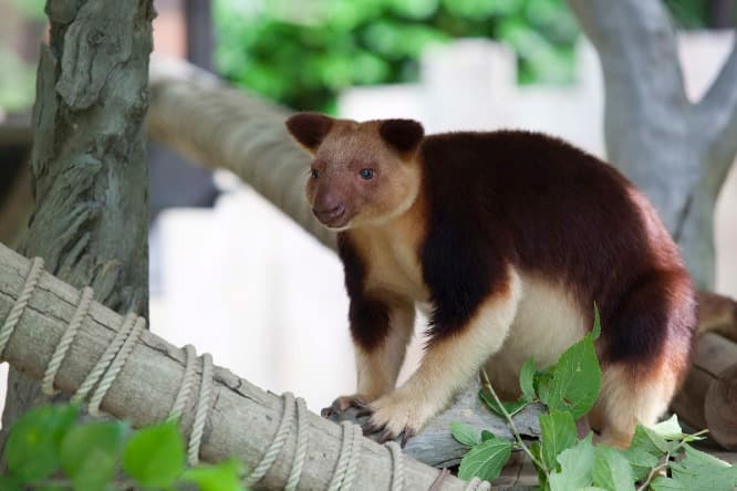 つぶらな瞳とふわふわの毛並みが愛らしいセスジキノボリカンガルーのモアラ。
