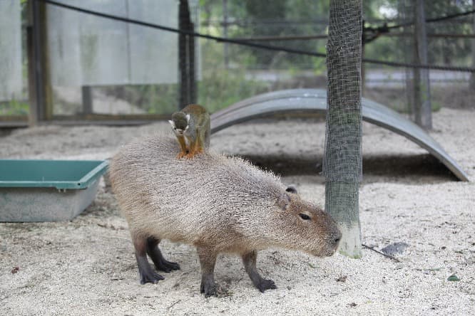 カピバラの背中にコモンリスザルが乗って移動する、その名も「カピバラタクシー」。
