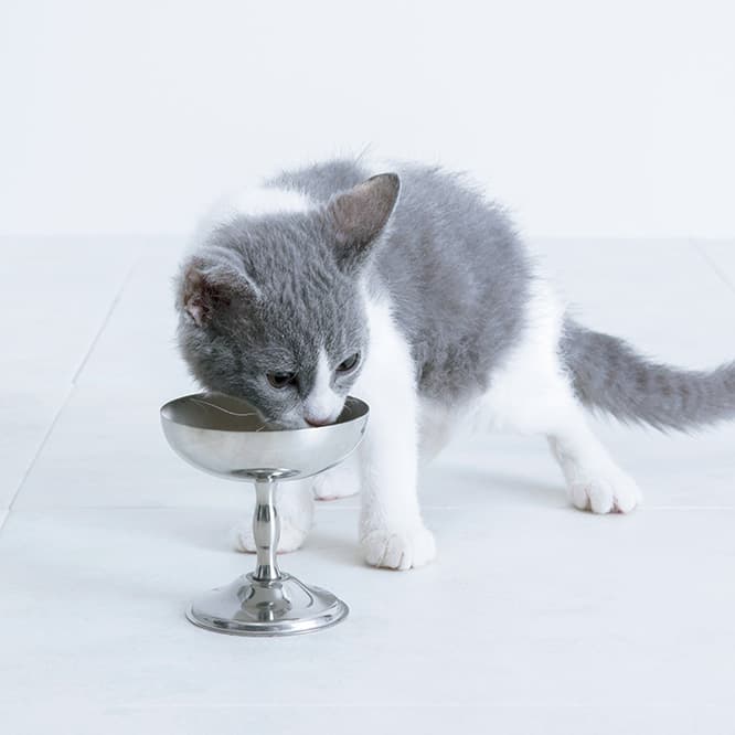 モッタ／フードボウル
イタリアのステンレスメーカー製。本来はアイスクリームカップだが、高さが猫の食器にぴったり。φ9×H9cm 2,800円（オルネ ド フォイユ TEL 03 6876 7832）。
