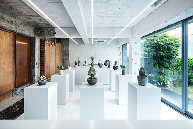〈叢〉による、多肉植物×金属鉢の展示がスタート。