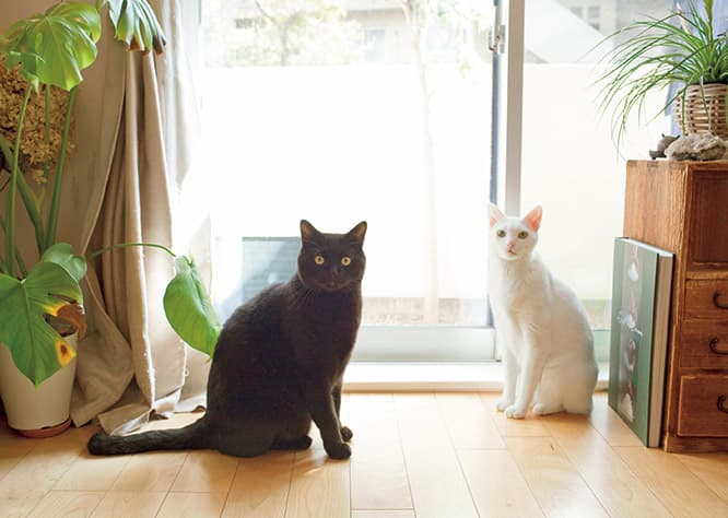 日だまりの中で外を眺めるのが好き。