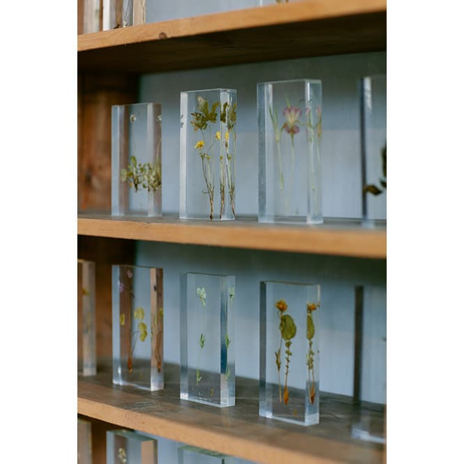 シェルフに数多く陳列されていた、ヨーロッパで買い付けたアクリルの中に本物の植物を封入した標本。