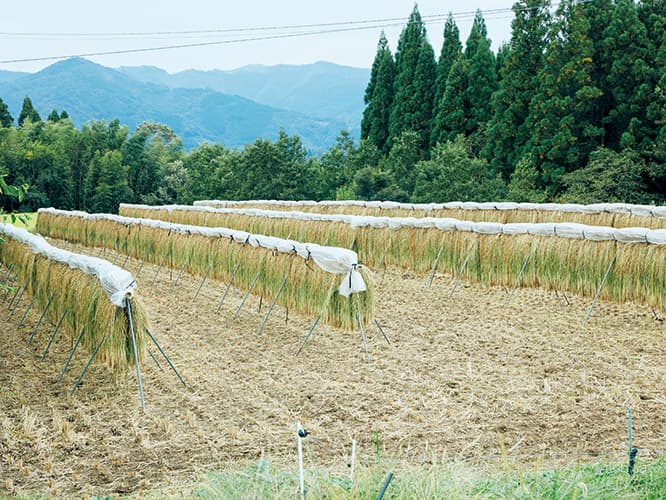刈り取った稲を昔ながらの稲架で天日干し。