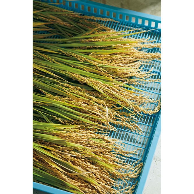 自分たちで食べる分の米を育て、その稲わらを縄飾りに使う。