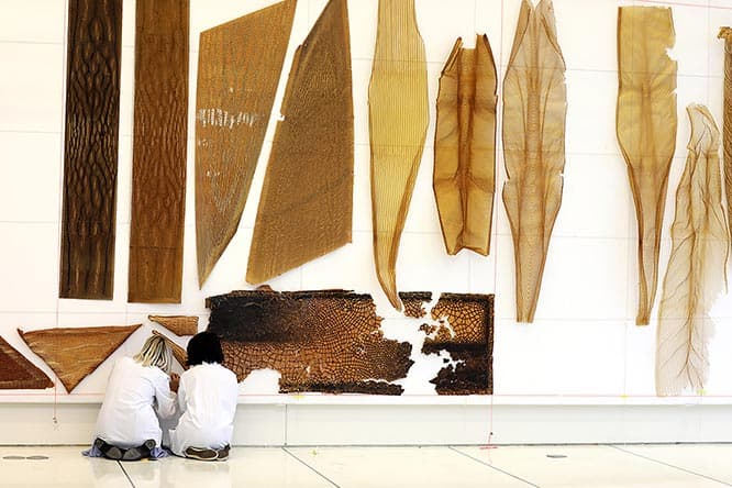 《Aguahoja I》2018　4年間かけてリサーチや実験を行った素材群の、いわば “カタログ”。