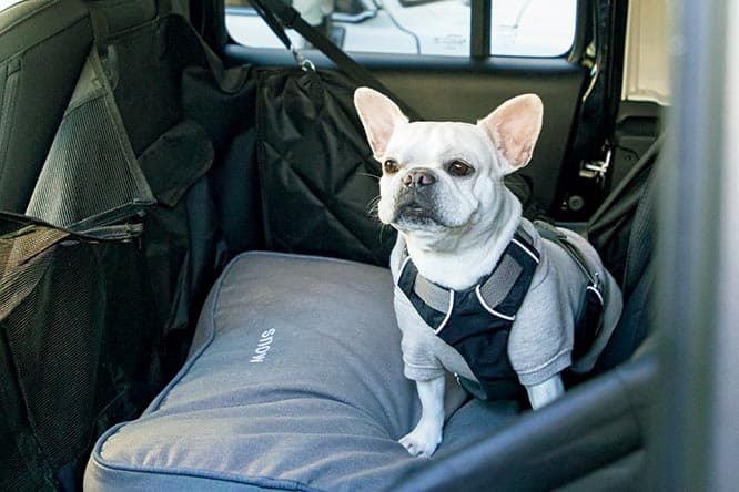 車の後部座席で移動。L.L.Beanのドッグベッドは名前入り、犬用シートベルトはモンベルで購入。