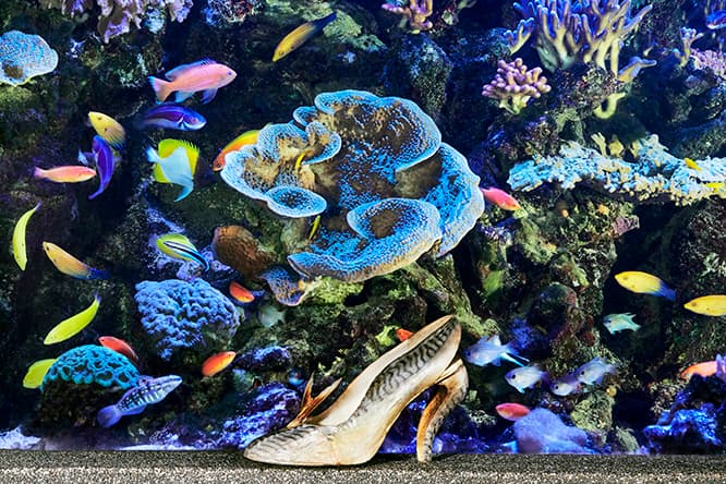 若き日に〈ポルト・ドレ宮〉内の〈熱帯水族館〉で見たきらめく魚の美しさに触発され、鯖の皮を使ったハイヒールを試作したルブタン。こうした未発表作品の試作の展示も見所だ。© Christian Louboutin