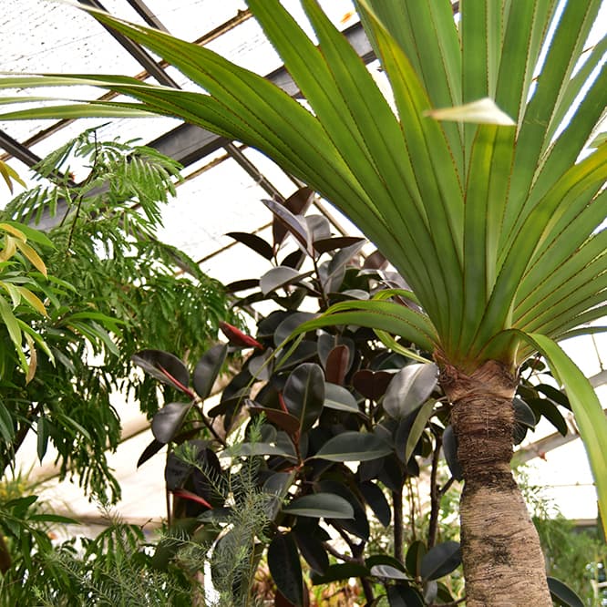 HAY TOKYOが植物園になる!?