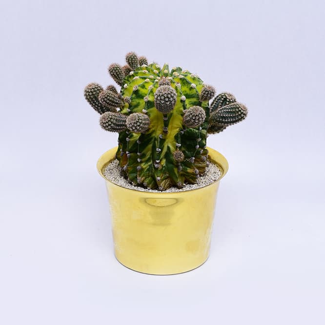 〈HAY〉のフラワーポットに植栽された鉢植え。「世界の図」18,500円。