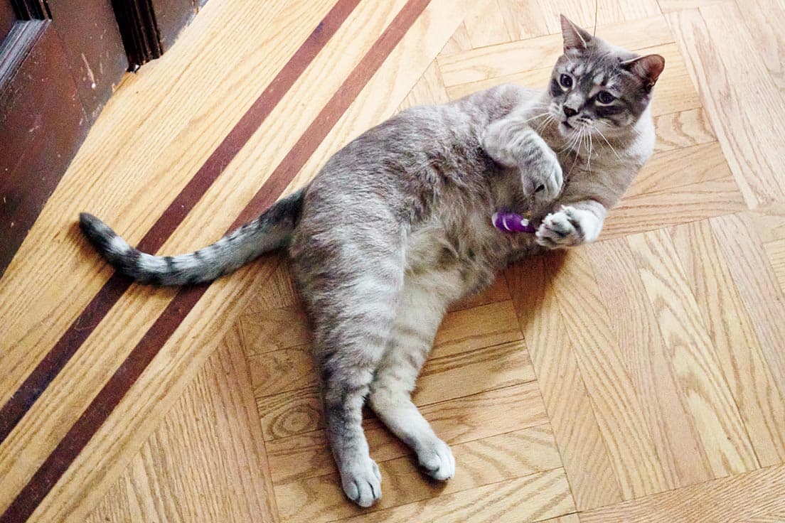 「おしゃべりなので、シャム猫の血が入っているのかも？」とエロイーズ。