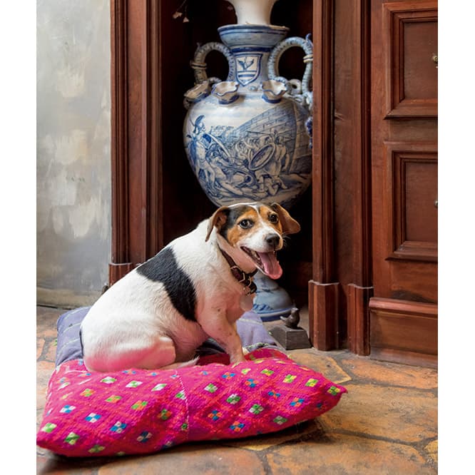 子犬のころから愛用するクッション。