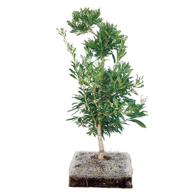 どんな植物も楽しめる50×50×15cmのパネル　薄くて軽く並べるだけで緑化ができるので、屋上はもちろん、マンションのベランダなどの緑化も簡単に行える。マットは50cm角、厚みは樹木にあわせた3種で5cm・10cm・15cmを用意。最大でも15cm厚のため、これまで緑化が難しかった場所の可能性を広げてくれる。
