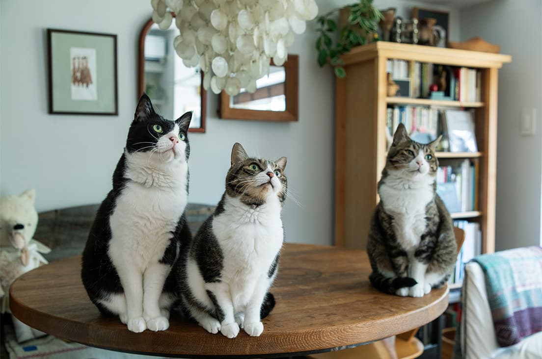 「猫社員ズ」と呼ばれるポポ、メグ、ハナオは来客をもてなし、撮影もソツなくこなす、石井家のまさしく社員たち。もう何度目かの引越しとなる新居は都心のマンションだ。
