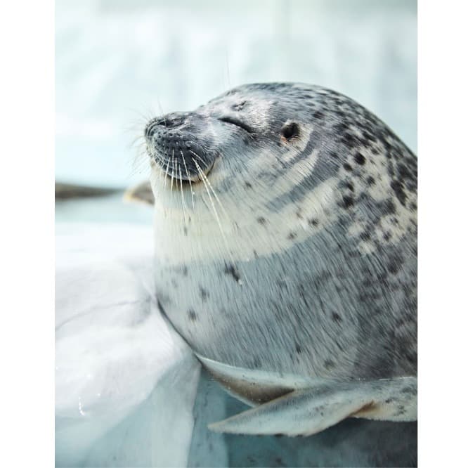 擬氷とアクリルパネルの間に挟まり中。こちらがアラレちゃんの定位置。