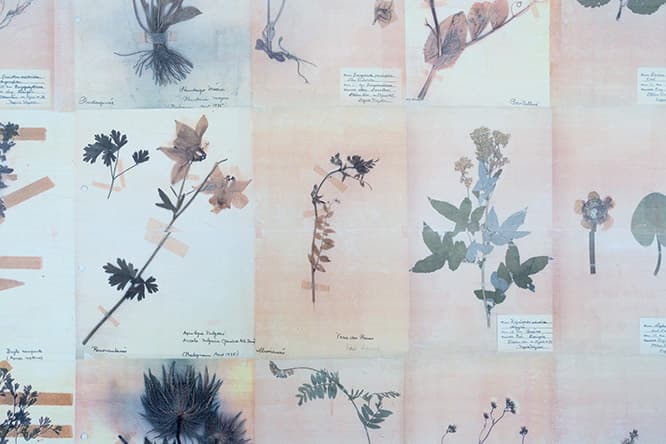 草花の標本  一方の壁には一面、押し花をカラーコピーしたビジュアルがズラリ並べてある。かと思えば、別の壁紙には淡く精妙なニュアンスの色合いが…？　実はこれ、コピーの「裏面」なのだとか。