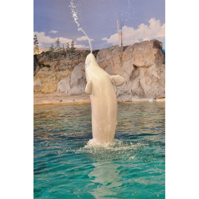 ジャンプしながら水を吹き出す大技。©名古屋港水族館