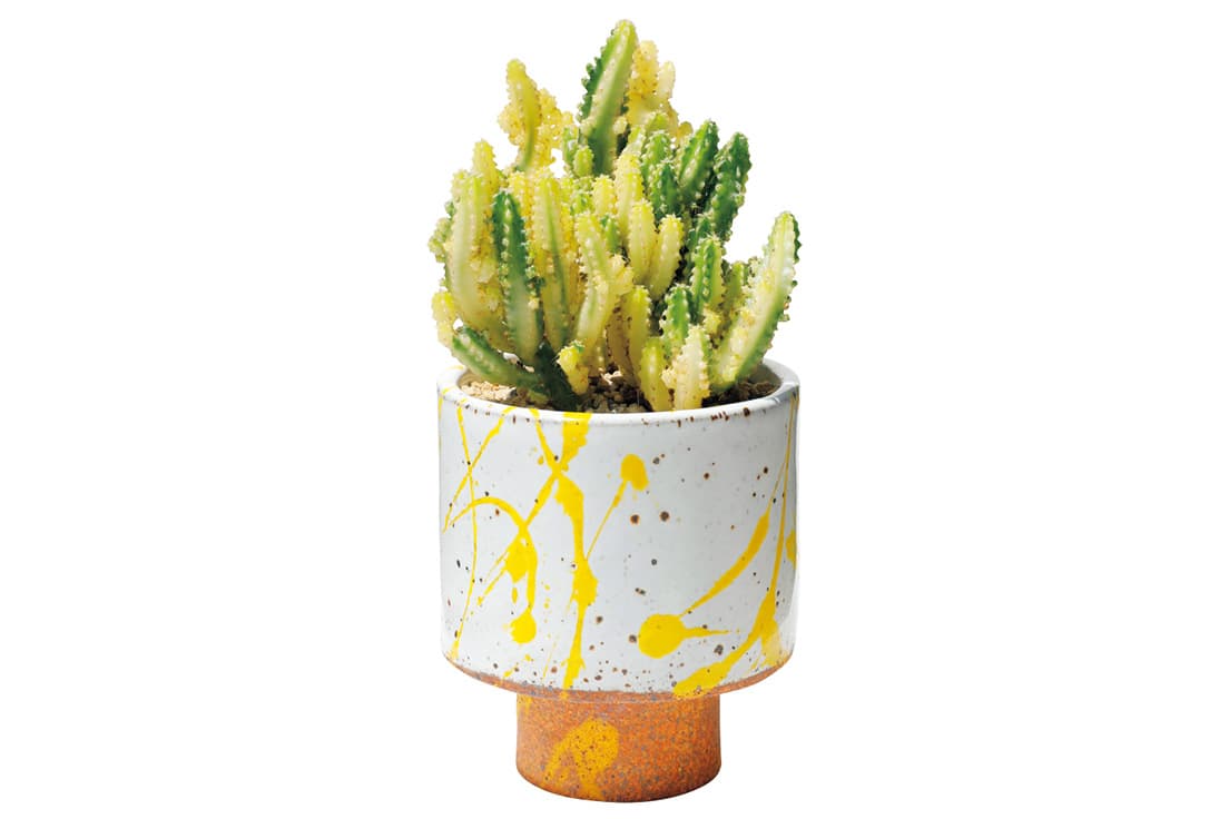 《Cereus peruvianus variegated》17,000円。