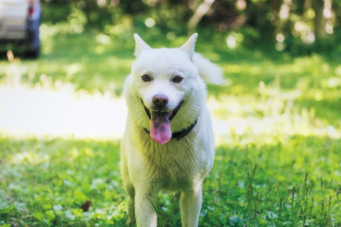 北海道犬とも呼ばれ、先住民族アイヌにも狩猟犬として重宝された犬種。ウパシは自由奔放に駆け回るので猟には不向き？