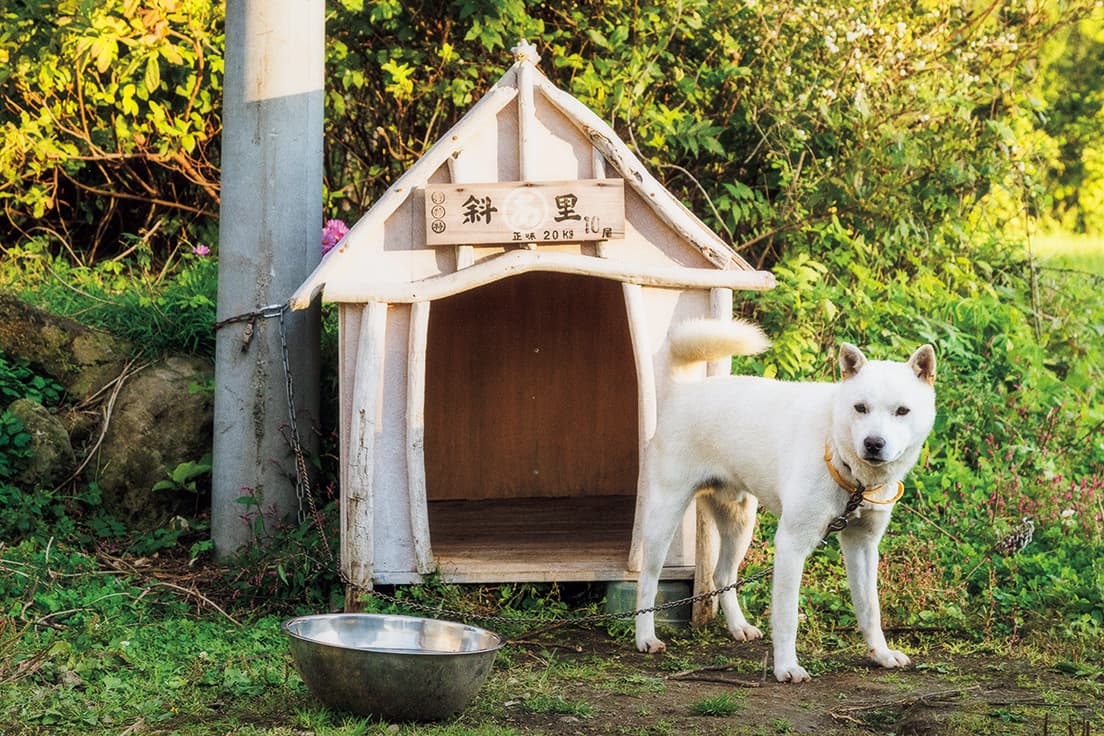 流木とベニヤ板、地元・斜里町産の鮭の木箱で作った小屋。