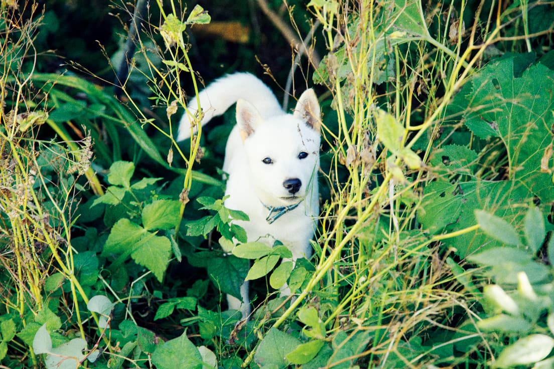 シロクマの赤ちゃんのような子犬時代。
