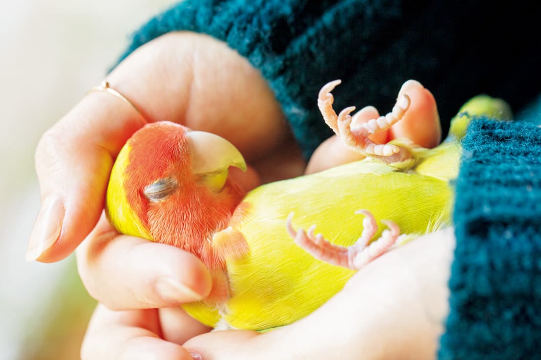 頭を撫でるとウトウト眠くなってくる。
