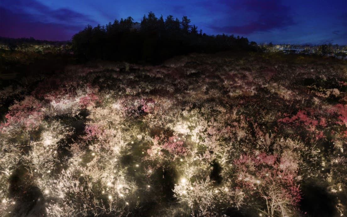 《生命は連続する光 - 梅林》「この広大な土地だからこそ、無限性を表現できた」と猪子氏も話す梅林。teamLab,2021,Interactive Digitized Nature,Sound:teamLab