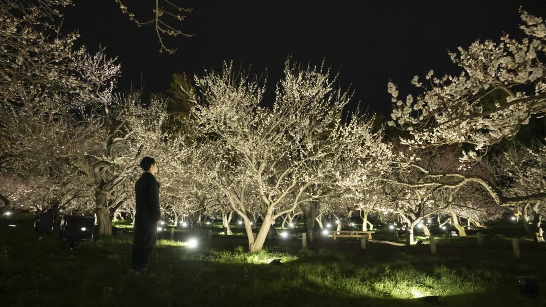 《生命は連続する光 - 梅林》teamLab,2021,Interactive Digitized Nature,Sound:teamLab