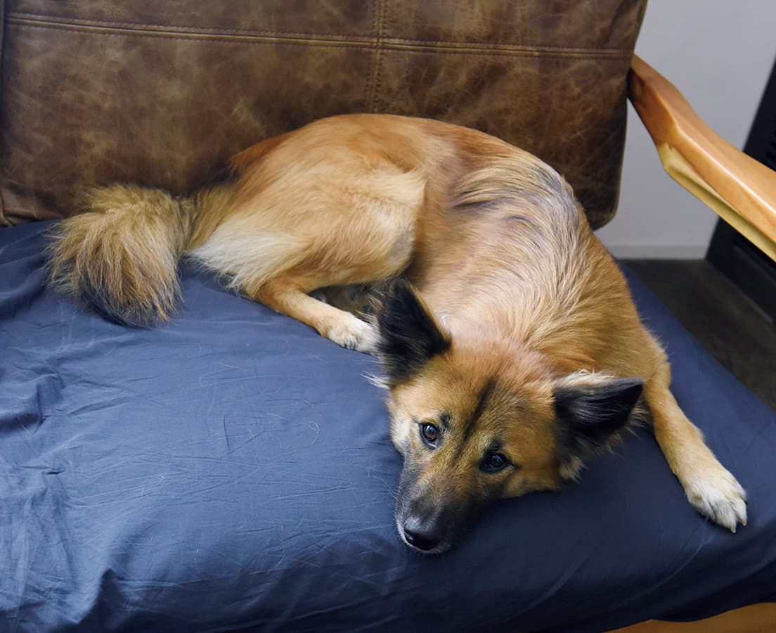 Life Pet 3匹だからもっと楽しい カーサ ブルータス Casa Brutus